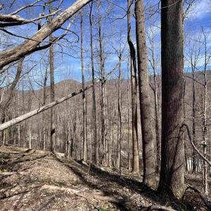 Photo #1 of TBD BEECH GROVE RD, ROSELAND, VA 4.3 acres