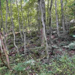 Photo #9 of TBD BEECH GROVE RD, ROSELAND, VA 4.3 acres