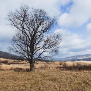 Photo #5 of tbd BLUE GRASS VALLEY RD, MONTEREY, VA 75.0 acres