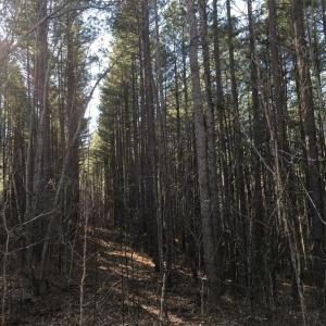 Photo #12 of BATESVILLE RD, AFTON, VA 120.1 acres