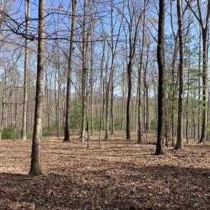 Photo #7 of BATESVILLE RD, AFTON, VA 120.1 acres