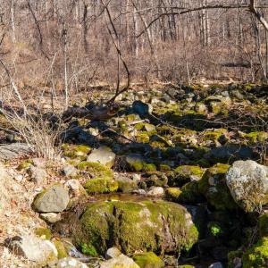 Photo #6 of TBD1 FOREST HOMES DR, ELKTON, VA 6.0 acres