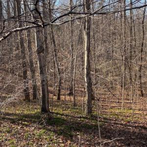 Photo #4 of WALNUT GROVE LN, LOVINGSTON, VA 50.0 acres