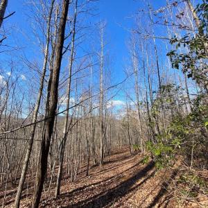 Photo #8 of WALNUT GROVE LN, LOVINGSTON, VA 50.0 acres