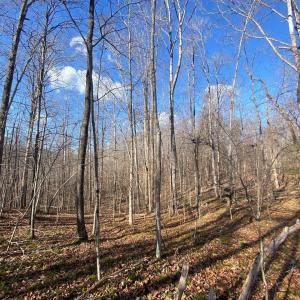 Photo #3 of WALNUT GROVE LN, LOVINGSTON, VA 50.0 acres