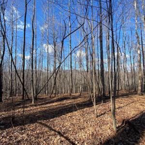 Photo #5 of WALNUT GROVE LN, LOVINGSTON, VA 50.0 acres