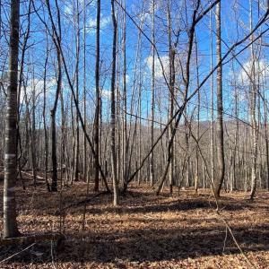 Photo #6 of WALNUT GROVE LN, LOVINGSTON, VA 50.0 acres
