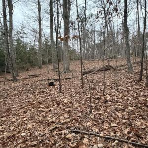 Photo #4 of 2 GOODMAN LN, PALMYRA, VA 1.5 acres