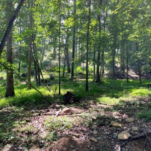 Photo #10 of 12 GALLOWAY SPRING LN, SHENANDOAH, VA 22.4 acres