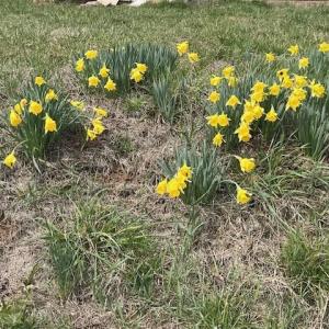 Photo #23 of 1099 BROADHEAD SCHOOL RD, GREENVILLE, VA 3.1 acres