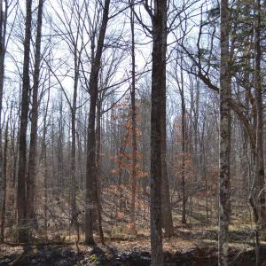 Photo #12 of FRAYS RIDGE CT, EARLYSVILLE, VA 21.0 acres