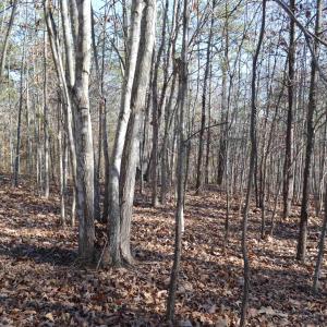 Photo #18 of FRAYS RIDGE CT, EARLYSVILLE, VA 21.0 acres