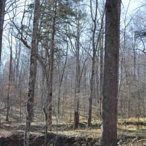 Photo #11 of FRAYS RIDGE CT, EARLYSVILLE, VA 21.0 acres
