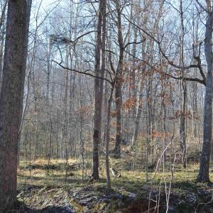 Photo #10 of FRAYS RIDGE CT, EARLYSVILLE, VA 21.0 acres