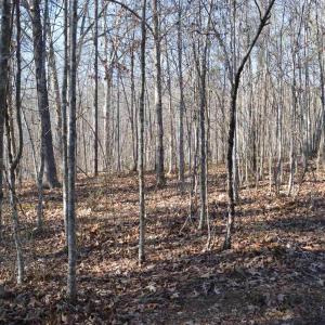 Photo #5 of FRAYS RIDGE CT, EARLYSVILLE, VA 21.0 acres