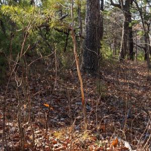 Photo #18 of FLEMING PARK RD, MOUNT JACKSON, VA 4.7 acres