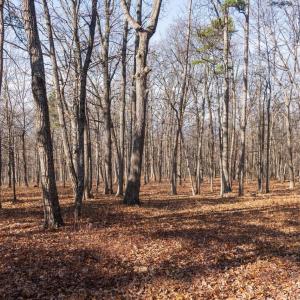 Photo #19 of FLEMING PARK RD, MOUNT JACKSON, VA 4.7 acres