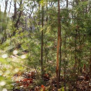 Photo #20 of FLEMING PARK RD, MOUNT JACKSON, VA 4.7 acres