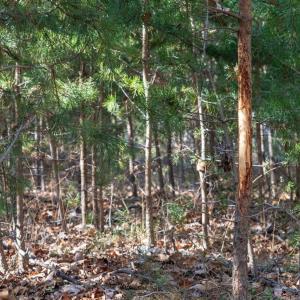 Photo #16 of FLEMING PARK RD, MOUNT JACKSON, VA 4.7 acres