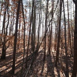 Photo #23 of TBA SLATE RIVER MILL RD, BUCKINGHAM, VA 2.0 acres