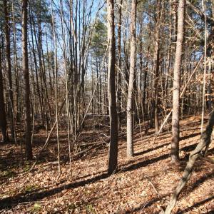 Photo #27 of TBA SLATE RIVER MILL RD, BUCKINGHAM, VA 2.0 acres