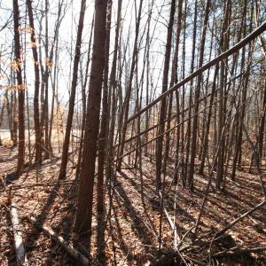 Photo #24 of TBA SLATE RIVER MILL RD, BUCKINGHAM, VA 2.0 acres