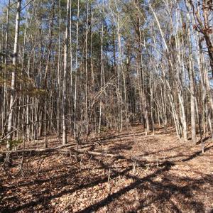 Photo #20 of TBA SLATE RIVER MILL RD, BUCKINGHAM, VA 2.0 acres