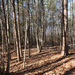 Photo #21 of TBA SLATE RIVER MILL RD, BUCKINGHAM, VA 2.0 acres