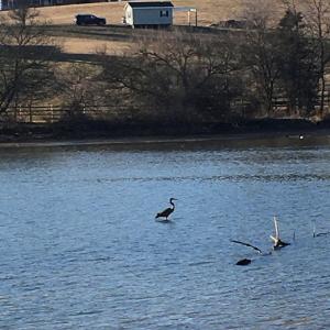 Photo #7 of 1.74 AC MASSANETTA SPRINGS RD, ROCKINGHAM, VA 1.7 acres