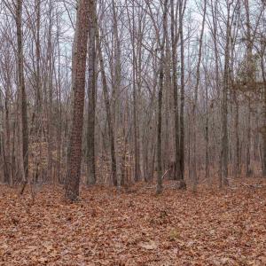 Photo #27 of Lot 1 PINEY GREEN RD, CREWE, VA 13.5 acres