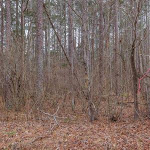 Photo #32 of Lot 1 PINEY GREEN RD, CREWE, VA 13.5 acres