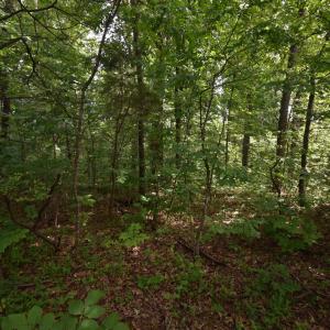 Photo #4 of 14315 WILLIS CT, ORANGE, VA 2.2 acres