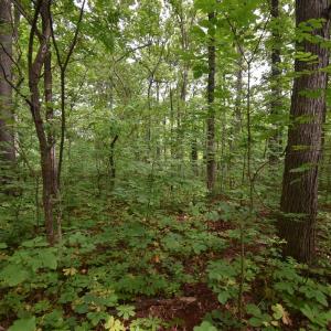 Photo #5 of 14315 WILLIS CT, ORANGE, VA 2.2 acres