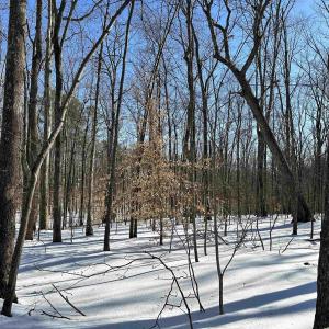 Photo #9 of 001 BEAVER DAM RD, KESWICK, VA 7.0 acres