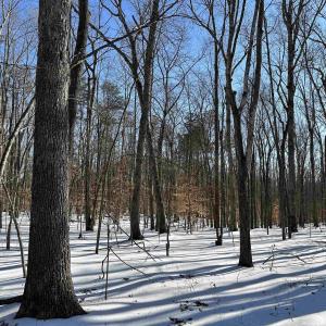 Photo #5 of 001 BEAVER DAM RD, KESWICK, VA 7.0 acres