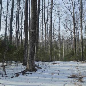 Photo #2 of TBD Lot 56G TURKEY RIDGE RD, STANARDSVILLE, VA 2.0 acres