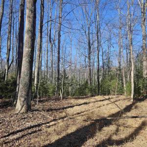 Photo #3 of TBD Lot 56G TURKEY RIDGE RD, STANARDSVILLE, VA 2.0 acres