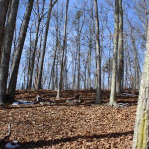 Photo #23 of TBD DOGWOOD DR, MONTEREY, VA 5.4 acres