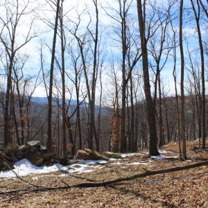 Photo #19 of TBD DOGWOOD DR, MONTEREY, VA 5.4 acres