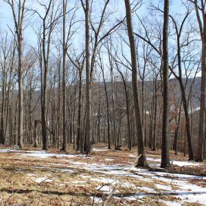 Photo #18 of TBD DOGWOOD DR, MONTEREY, VA 5.4 acres