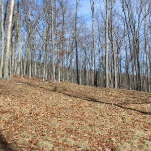 Photo #17 of TBD DOGWOOD DR, MONTEREY, VA 5.4 acres