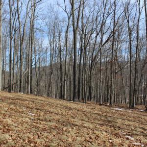 Photo #5 of TBD DOGWOOD DR, MONTEREY, VA 5.4 acres