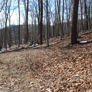 Photo #4 of TBD DOGWOOD DR, MONTEREY, VA 5.4 acres