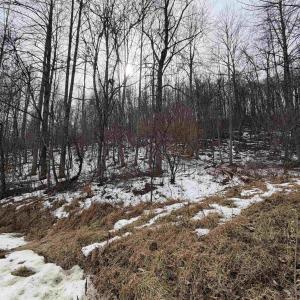 Photo #28 of PERKINS HOLLOW LN, FABER, VA 42.7 acres