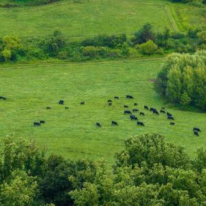 Photo #10 of 680 HIGHTOP DR, NORTH GARDEN, VA 2.8 acres