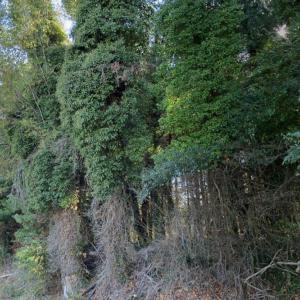 Photo #3 of TBD WHITE BRIDGE RD, WAYNESBORO, VA 2.4 acres