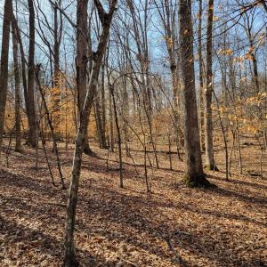 Photo #6 of LEXIE LN, PALMYRA, VA 14.3 acres