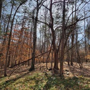 Photo #9 of LEXIE LN, PALMYRA, VA 14.3 acres