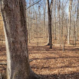 Photo #7 of LEXIE LN, PALMYRA, VA 14.3 acres