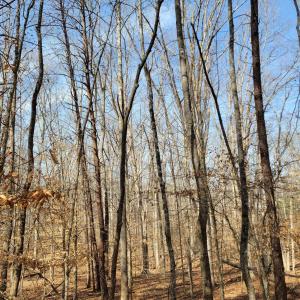 Photo #5 of LEXIE LN, PALMYRA, VA 14.3 acres